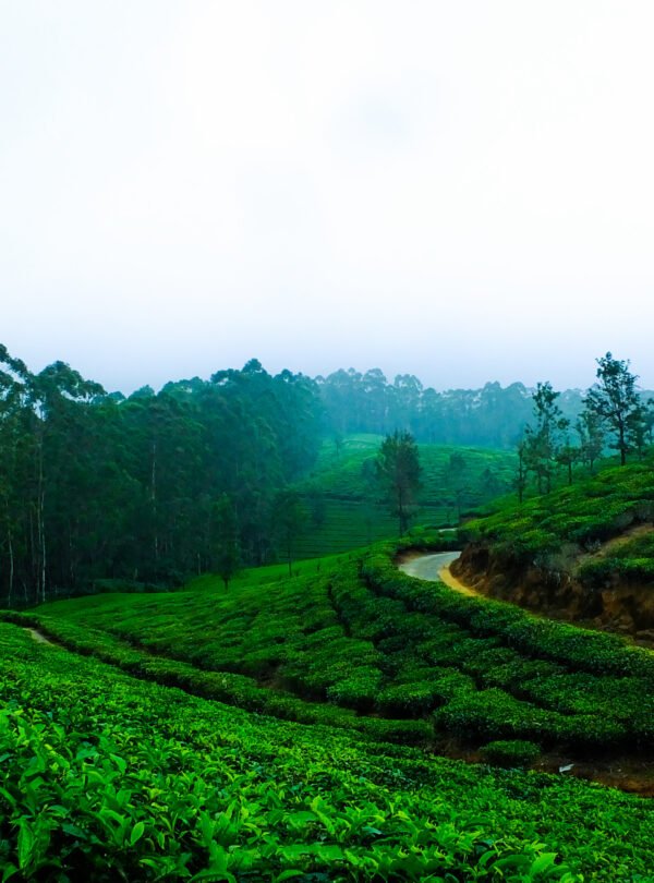 cool-coffee-india-tea-leaves-forest (1)