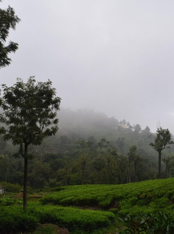 coonoor-4448487_1280